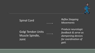 Spinal Cord
Golgi Tendon Units
Muscle Spindle,
Joint
Reflex Stepping
Movements
Produce neurologic
feedback & serve as
dampening devices
for coordination of
gait.
 