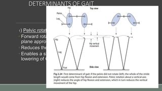 DETERMINANTS OF GAIT
1) Pelvic rotation:
◦ Forward rotation of the pelvis in the horizontal
plane approx. so on the swing-phase side
◦ Reduces the angle of hip flexion & extension
◦ Enables a slightly longer step-length w/o further
lowering of CG
 