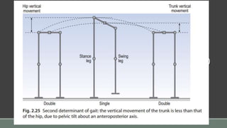 (2) Pelvic tilt:
◦5 degree dip of the swinging side (i.e. hip adduction)
◦In standing, this dip is a positive Trendelenberg sign
◦Reduces the height of the apex of the curve of CG
 