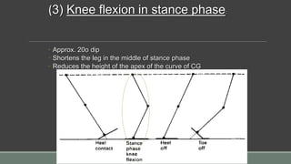 (3) Knee flexion in stance phase:
◦ Approx. 20o dip
◦ Shortens the leg in the middle of stance phase
◦ Reduces the height of the apex of the curve of CG
 