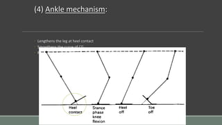 (4) Ankle mechanism:
◦ Lengthens the leg at heel contact
◦ Smoothens the curve of CG
◦ Reduces the lowering of CG
 