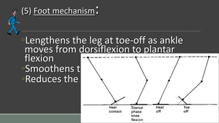 (5) Foot mechanism:
◦Lengthens the leg at toe-off as ankle
moves from dorsiflexion to plantar
flexion
◦Smoothens the curve of CG
◦Reduces the lowering of CG
 