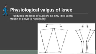 Physiological valgus of knee
Reduces the base of support, so only little lateral
motion of pelvis is necessary.
 