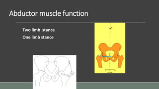 Abductor muscle function
Two limb stance
One limb stance
 