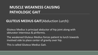 GLUTEUS MEDIUS GAIT(Abduction Lurch):
Gluteus Medius is principal abductor of hip joint along with
obturator internious & piriformis.
The weakened Gluteus Medius forces patient to lurch towards
involved side to place center of gravity over hip.
This is called Gluteus Medius Gait.
MUSCLE WEAKNESS CAUSING
PATHOLOGIC GAIT
 