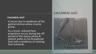 CALCANEAL GAIT:
It occurs due to weakness of the
gastrocnemius-soleus muscle
group.
As a result, reduced foot
propulsion occurs during toe off
period of the stance phase &
patient walks on his broadened
heel with a tendency of rotating
foot outwards.
 