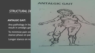 STRUCTURAL DEFORMITIES OF BONE & JOINT
ANTALGIC GAIT:
Any pathology in lower extremity which causes during weight bearing
result in antalgic gait.
To minimize pain on weight bearing, person shortens time duration of
stance phase on painful side & quickly transfers weight on normal leg.
Longer stance on normal leg & shorter stance on painful leg.
 