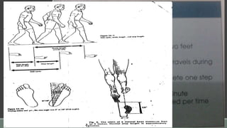 TEMPORAL PARAMETERS
Distance and time measurements calculated during
gait analysis are referred to as CADENCE
PARAMETERS.
It includes
 