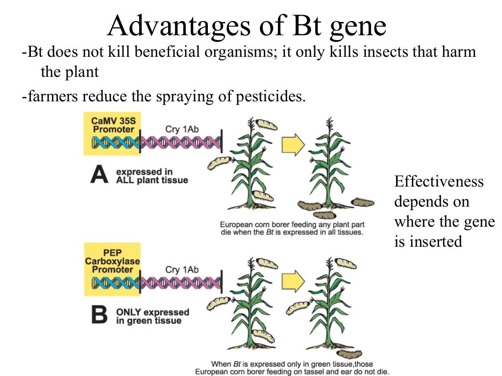 06 practical knowledge of plants