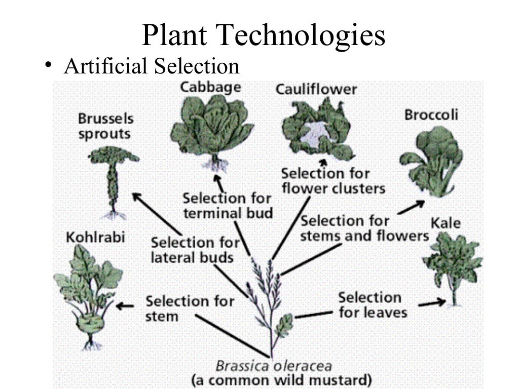 06 practical knowledge of plants