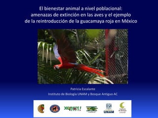 El bienestar animal a nivel poblacional:
amenazas de extinción en las aves y el ejemplo
de la reintroducción de la guacamaya roja en México
Patricia Escalante
Instituto de Biología UNAM y Bosque Antiguo AC
 