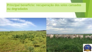 Principal benefício: recuperação dos solos cansados
ou degradados
 