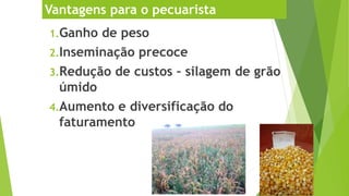 Vantagens para o pecuarista
1.Ganho de peso
2.Inseminação precoce
3.Redução de custos – silagem de grão
úmido
4.Aumento e diversificação do
faturamento
 