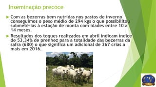 Inseminação precoce
 Com as bezerras bem nutridas nos pastos de inverno
conseguimos o peso médio de 294 kgs o que possibilitou
submetê-las à estação de monta com idades entre 10 a
14 meses.
 Resultados dos toques realizados em abril indicam índice
de 53,34% de prenhez para a totalidade das bezerras da
safra (680) o que significa um adicional de 367 crias a
mais em 2016.
 