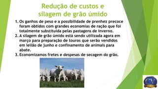 Redução de custos e
silagem de grão úmido
1. Os ganhos de peso e a possibilidade de prenhez precoce
foram obtidos com grandes economias de ração que foi
totalmente substituída pelas pastagens de inverno.
2. A silagem de grão úmido está sendo utilizada agora em
março para preparação de touros que serão vendidos
em leilão de junho e confinamento de animais para
abate.
3. Economizamos fretes e despesas de secagem do grão.
 