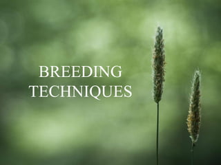 Presentation on Breeding Techniques in Maize 