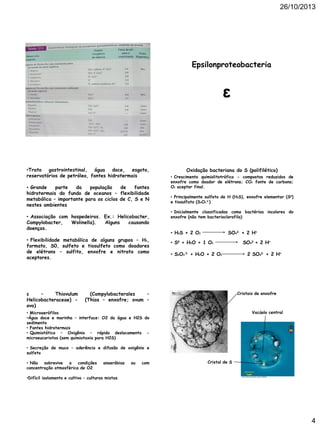 26/10/2013

Epsilonproteobacteria

ε

•Trato gastrointestinal, água doce, esgoto,
reservatórios de petróleo, fontes hidrotermais
• Grande
parte
da
população
de
fontes
hidrotermais do fundo de oceanos – flexibilidade
metabólica – importante para os ciclos de C, S e N
nestes ambientes
• Associação com hospedeiros. Ex.: Helicobacter,
Campylobacter,
Wolinella).
Alguns
causando
doenças.
• Flexibilidade metabólica de alguns grupos – H2,
formato, S0, sulfeto e tiosulfeto como doadores
de elétrons – sulfito, enxofre e nitrato como
aceptores.

ε
–
Thiovulum
Helicobacteraceae) ovo)

Oxidação bacteriana do S (polifilético)
• Crescimento quimiolitotrófico - compostos reduzidos de
enxofre como doador de elétrons; CO2 fonte de carbono;
O2 aceptor final.
• Principalmente sulfeto de H (H2S), enxofre elementar (S0)
e tiosulfato (S2O3 2-)
• Inicialmente classificadas como bactérias incolores do
enxofre (não tem bacterioclorofila)

• H2S + 2 O2

SO42- + 2 H+

• S0 + H2O + 1 O2
• S2O3 2- + H2O + 2 O2

(Campylobacterales
–
(Thios – enxofre; ovum –

SO42- + 2 H+
2 SO42- + 2 H+

Cristais de enxofre

Vacúolo central

• Microaerófilos
•Água doce e marinha – interface: O2 da água e H2S do
sedimento
• Fontes hidrotermais
• Quimiotático – Oxigênio – rápido deslocamento microeucariotos (sem quimiotaxia para H2S)
• Secreção de muco – aderência e difusão de oxigênio e
sulfeto
• Não
sobrevive
a
condições
concentração atmosférica de O2

anaeróbias

•Difícil isolamento e cultivo – culturas mistas

ou

com

Cristal de S

http://www.eol.org/data_objects/2086653

4

 