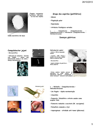 26/10/2013

Flagelos – movimentos
giratórios – 600 um/s
– um dos mais rápidos

Grupo dos espirilos (polifilético)
• Móveis
• Flagelação polar
• Espiraladas
• Atributos fisiológicos variados
ε
–
Campylobacter
(Campylobacterales
–
Campylobacteraceae) e Helicobacter (Campylobacterales –
Helicobacteraceae)

Calda secretora de muco

Doenças gástricas

Campylobacter jejuni

Helicobacter pylori
• Infecta >50% da população
humana

• Microaerofílico
• Infecção por alimentos – diarréia
com
sangue
–
possui
uma
enterotoxina similar à da cólera –
doença neuromuscular

http://www.eol.org/data_objects/3602661

• “recente” – 1982 – infecta o
homem a 60 mil anos – prêmio
Nobel de medicina 2005
• Microaerofílico
http://info.fujita-hu.ac.jp/~tsutsumi/image/002/2-6.jpg

• Agente etiológico de gastrites e
úlceras pépticas
http://www.eol.org/data_objects/3602658

• Outras espécies também parecem ter
inportância
na
saúde
humana.
Ex.
Helicobacter hepaticus – predisposição a
câncer estomacal – necessária muita pesquisa

http://en.wikipedia.org/wiki/File:Ca mpylobacter.jpg

Helicobacter pylori

http://ja xmice.jax.org/jaxnotes/archive/469a.html

ε - Wolinella - Campylobacterales –
Helicobacteraceae
• Um flagelo – rápida movimentação
• Anaeróbio

http://ninguemmerece3g.blogspot.com/2010/08/h-pylori.html

http://mi crobewiki.kenyon.edu/images/2/24/H.pyl ori.gif

• Fumarato, Polisulfeto e nitrato usados como
aceptor final.
• Fumarato reduzido a succinato (W. succigenes)
• Polisulfeto reduzido a H2S
• Asparaginase – atividade anti-tumor (pâncreas)

http://mi crobewiki.kenyon.edu/index.php/Helicobacter

http://mi crobewiki.kenyon.edu/index.php/Helicobacter

5

 