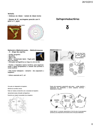 26/10/2013

Wolinella
• Simbiose em rúmem – isolado de rúmem bovino

Deltaproteobactérias

• Genoma de W. succinogenes parecido com H.
pylori e C. jejuni.

δ

Wolinella succinogenes – único membro

http://www.wolinella.mpg.de/

Bdellovibrio (Bdellovibrionales - Bdellovibrionaceae
- δ - Grupo dos espirilos
• Aeróbio obrigatório
• Mesofólico
• Água e solo
• Móvel – movimentação rápida – flagelo polar
único com bainha
• Alterações morfogenéticas ao longo do ciclo de vida

Bdellovibrio bacteriovorus
Ciclo com duas fases:
I – fase de ataque de
vida livrre; II – fase
de
crescimento
intraperiplasmático.

http://3.bp.blogspot.com/_eBP_i WowBIc/SUfrRi7_SAI/AAAAAAAAAlc
/Aw6x-LWl WhQ/s 1600-h/genomesworld4.jpg

http://mi crogen.ouhsc.edu/b_bacter/fig1.png

• Paraliza o hospedeiro (outras bactérias gram-negativas),
invade o espaço periplasmático e consome suas proteínas e
ácidos nucléicos
• Pode formar bdeloplasto – dormente – não compromete o
hospedeiro
• Cultura associada em E. coli
http://4.bp.blogspot.com/_eBP_i WowBIc/SUfr5TSFlnI/AAAAAAAAAls/K2BugbX1xgM/s1600-h/bdellovi brio.jpg

Ciclo pode ser independente de hospedeiro
Mutantes de ocorrência natural

http://upload.wikimedia.org/wikipedia/commons/8/8e/Bdello -cycl e.gif

Parece não apresentar quimiotrofia pela presa - colisão aleatória –
quimiotrofia por aminoácidos e outros compostos nutritivos –
aumentando as chances

Podem ser isolados em laboratório sem a necessidade de hospedeiro
Apresentando mesmas alterações morfogenéticas
Facultativo em relação à necessidade de um hospedeiro

http://mi crogen.ouhsc.edu/b_bacter/fig2.png

FIGURE BXII.d.47. A schematic representation of the life cycles of prey-dependent
(predatory), prey-independent,and facultative strains of the genus Bdellovibrio.

6

 