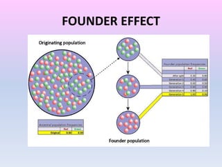 FOUNDER EFFECT
 