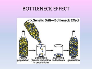 BOTTLENECK EFFECT
 