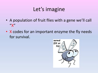 Let’s imagine
• A population of fruit flies with a gene we’ll call
“X”
• X codes for an important enzyme the fly needs
for survival.
 