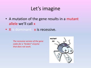 Let’s imagine
• A mutation of the gene results in a mutant
allele we’ll call x
• X is dominant. x is recessive.
The recessive version of the gene
codes for a “broken” enzyme
that does not work.
 