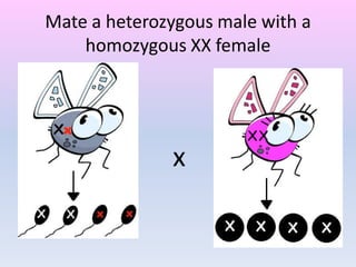 Mate a heterozygous male with a
homozygous XX female
x
 
