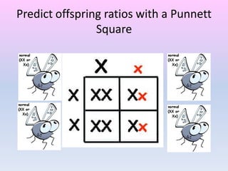 Predict offspring ratios with a Punnett
Square
 