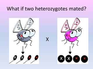 What if two heterozygotes mated?
X
 