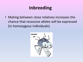 Inbreeding
• Mating between close relatives increases the
chance that recessive alleles will be expressed
(in homozygous individuals)
 