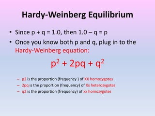 Hardy-Weinberg Equilibrium
• Since p + q = 1.0, then 1.0 – q = p
• Once you know both p and q, plug in to the
Hardy-Weinberg equation:
p2 + 2pq + q2
– p2 is the proportion (frequency ) of XX homozygotes
– 2pq is the proportion (frequency) of Xx heterozygotes
– q2 is the proportion (frequency) of xx homozygotes
 
