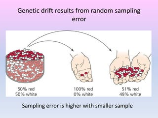 Genetic drift results from random sampling
error
Sampling error is higher with smaller sample
 