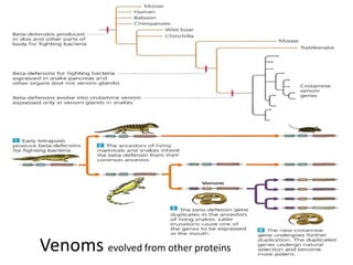 Venoms evolved from other proteins
 