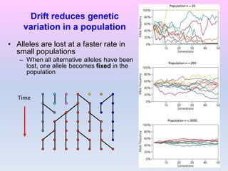 Drift reduces genetic
variation in a population
• Alleles are lost at a faster rate in
small populations
– When all alternative alleles have been
lost, one allele becomes fixed in the
population
Time
 