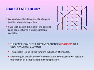 COALESCENCE THEORY
 We can trace the descendents of a gene
just like a haploid organism.
 If we look back in time, all of the current
gene copies shared a single common
ancestor.
 THE GENEALOGY OF THE PRESENT SEQUENCES COALESCES TO A
SINGLE COMMON ANCESTOR.
 This process is due to the random extinction of lineages.
 Eventually, in the absence of new mutation, coalescence will result in
the fixation of a single allele in the population.
 