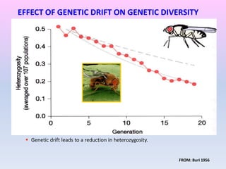 EFFECT OF GENETIC DRIFT ON GENETIC DIVERSITY
 Genetic drift leads to a reduction in heterozygosity.
FROM: Buri 1956
 
