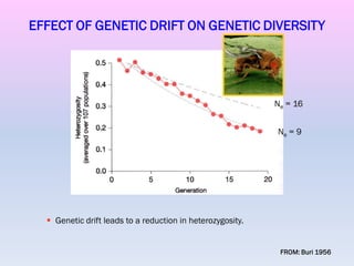 EFFECT OF GENETIC DRIFT ON GENETIC DIVERSITY
 Genetic drift leads to a reduction in heterozygosity.
FROM: Buri 1956
Ne = 16
Ne = 9
 