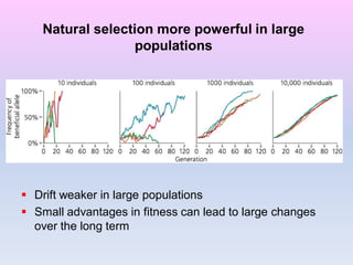Natural selection more powerful in large
populations
 Drift weaker in large populations
 Small advantages in fitness can lead to large changes
over the long term
 