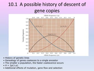 10.1 A possible history of descent of
gene copies
• History of genetic lines
• Genealogy of genes coalesces to a single ancestor
• The smaller a population, the faster coalescence occurs
• H = 2p(1-p)
• Additional effects of mutation, gene flow and selection
 