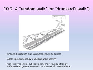 10.2 A “random walk” (or “drunkard’s walk”)
• Chance distribution due to neutral effects on fitness
• Allele frequencies show a random walk pattern
• Genetically identical subpopulations may develop strongly
differentiated genetic reservoirs as a result of chance effects
 