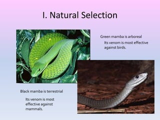 I. Natural Selection
Green mamba is arboreal
Its venom is most effective
against birds.
Black mamba is terrestrial
Its venom is most
effective against
mammals.
 
