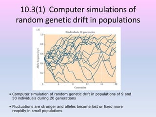 10.3(1) Computer simulations of
random genetic drift in populations
• Computer simulation of random genetic drift in populations of 9 and
50 individuals during 20 generations
• Fluctuations are stronger and alleles become lost or fixed more
reapidly in small populations
 