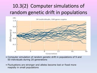 10.3(2) Computer simulations of
random genetic drift in populations
• Computer simulation of random genetic drift in populations of 9 and
50 individuals during 20 generations
• Fluctuations are stronger and alleles become lost or fixed more
reapidly in small populations
 