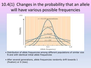 10.4(1) Changes in the probability that an allele
will have various possible frequencies
• Distribution of allele frequencies among different populations of similar size
N and with identical initial allele frequencies
• After several generations, allele frequencies randomly drift towards 1
(fixation) or 0 (loss)
 