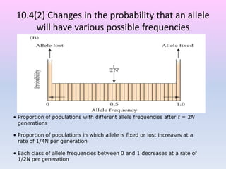 10.4(2) Changes in the probability that an allele
will have various possible frequencies
• Proportion of populations with different allele frequencies after t = 2N
generations
• Proportion of populations in which allele is fixed or lost increases at a
rate of 1/4N per generation
• Each class of allele frequencies between 0 and 1 decreases at a rate of
1/2N per generation
 