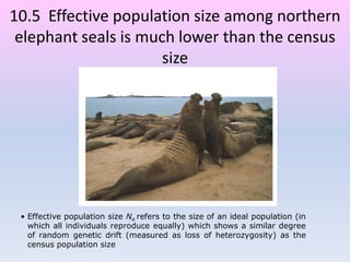 • Effective population size Ne refers to the size of an ideal population (in
which all individuals reproduce equally) which shows a similar degree
of random genetic drift (measured as loss of heterozygosity) as the
census population size
10.5 Effective population size among northern
elephant seals is much lower than the census
size
 