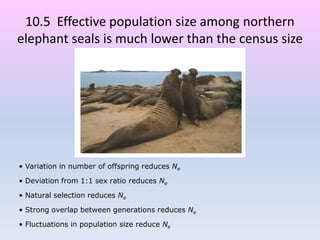 • Variation in number of offspring reduces Ne
• Deviation from 1:1 sex ratio reduces Ne
• Natural selection reduces Ne
• Strong overlap between generations reduces Ne
• Fluctuations in population size reduce Ne
10.5 Effective population size among northern
elephant seals is much lower than the census size
 