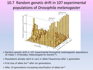 10.7 Random genetic drift in 107 experimental
populations of Drosophila melanogaster
• Random genetic drift in 107 experimental Drosophila melanogaster populations
(8 males + 8 females; heterozygote for bw/bw75)
• Populations already start to vary in allele frequencies after 1 generation
• First loss of allele bw75 after six generations
• After 19 generations increasing loss/fixation of allele bw75
 