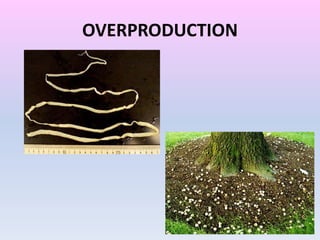 OVERPRODUCTION
 